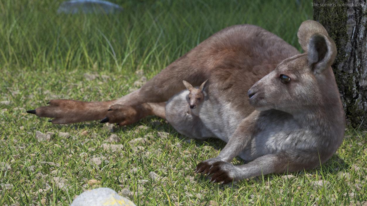 3D model Mother Kangaroo with Baby Lying Fur