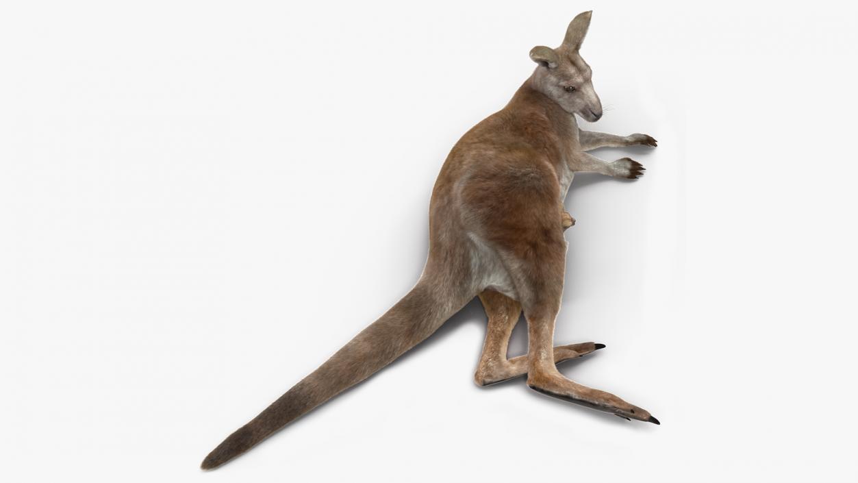 3D model Mother Kangaroo with Baby Lying Fur