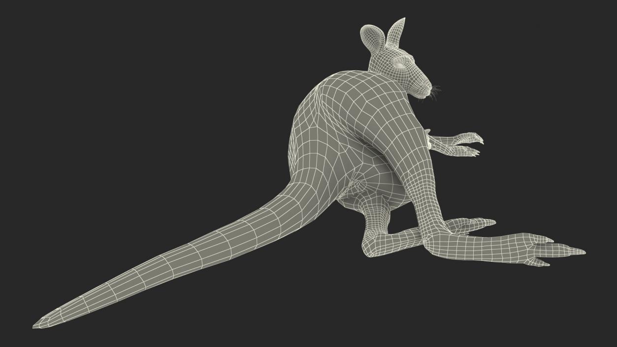 3D model Mother Kangaroo with Baby Lying Fur