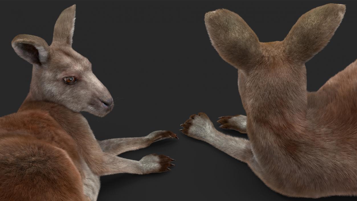 3D model Mother Kangaroo with Baby Lying Fur