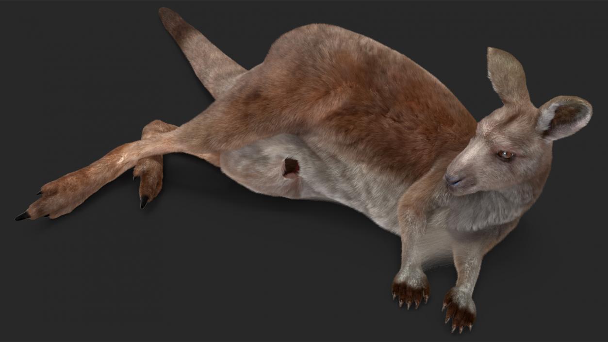 3D model Mother Kangaroo with Baby Lying Fur