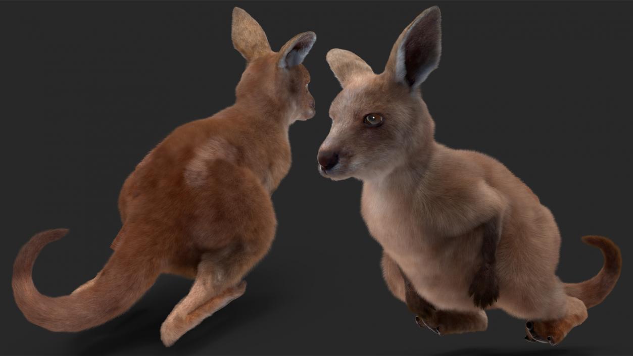 3D model Mother Kangaroo with Baby Lying Fur