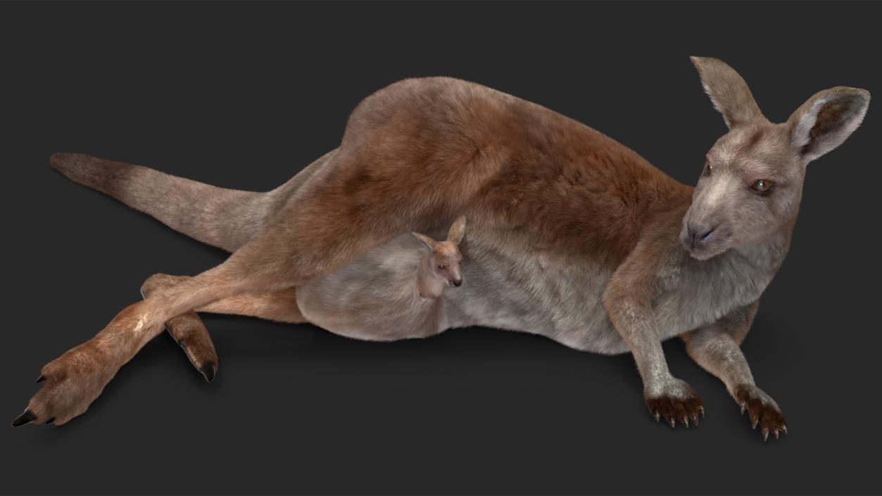 3D model Mother Kangaroo with Baby Lying Fur