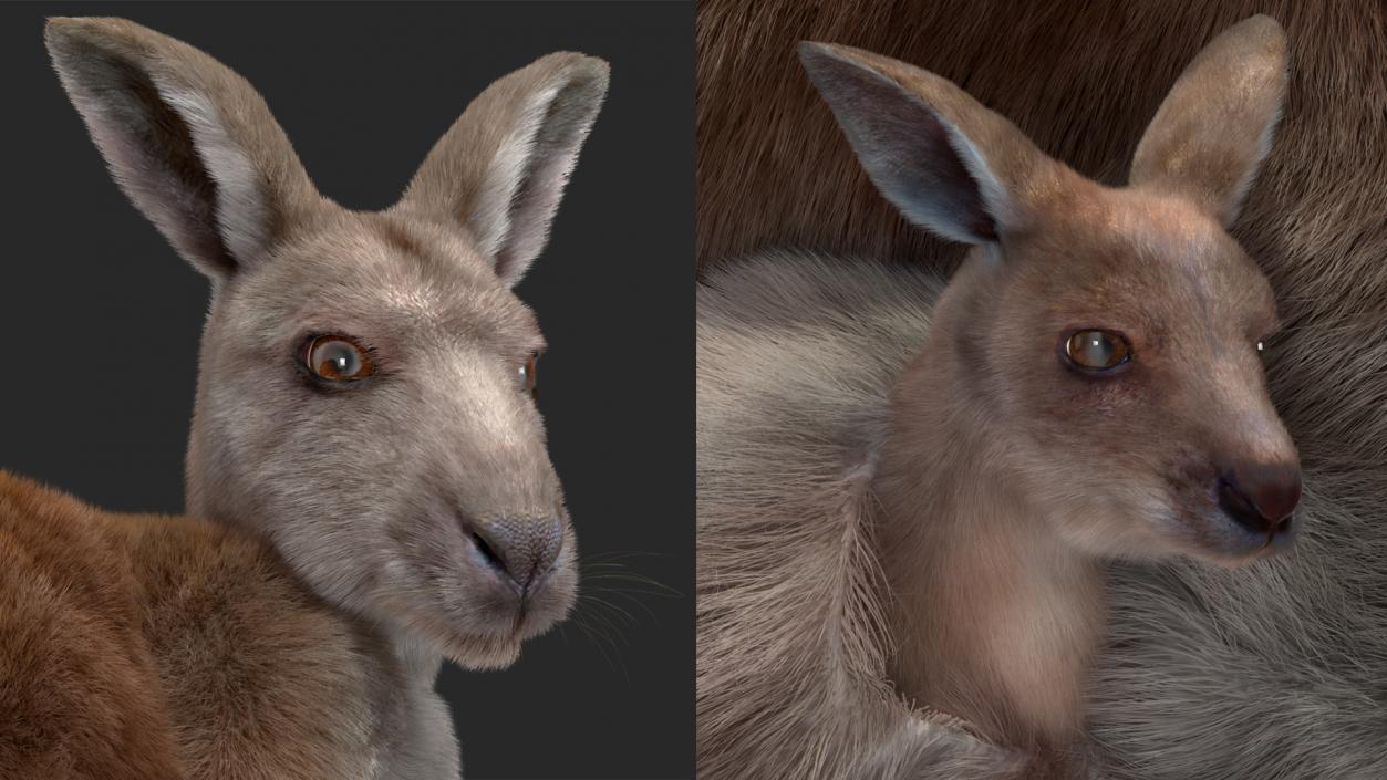 3D model Mother Kangaroo with Baby Lying Fur