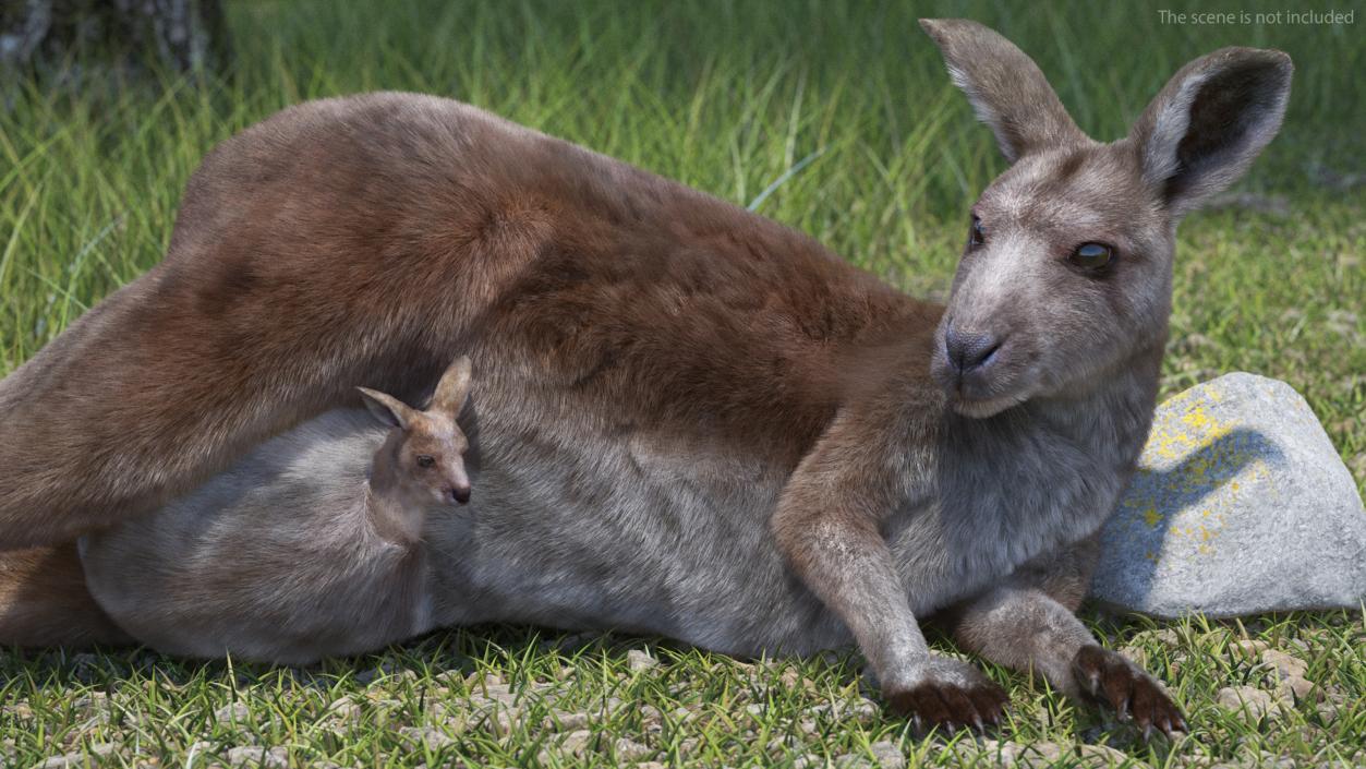 3D model Mother Kangaroo with Baby Lying Fur