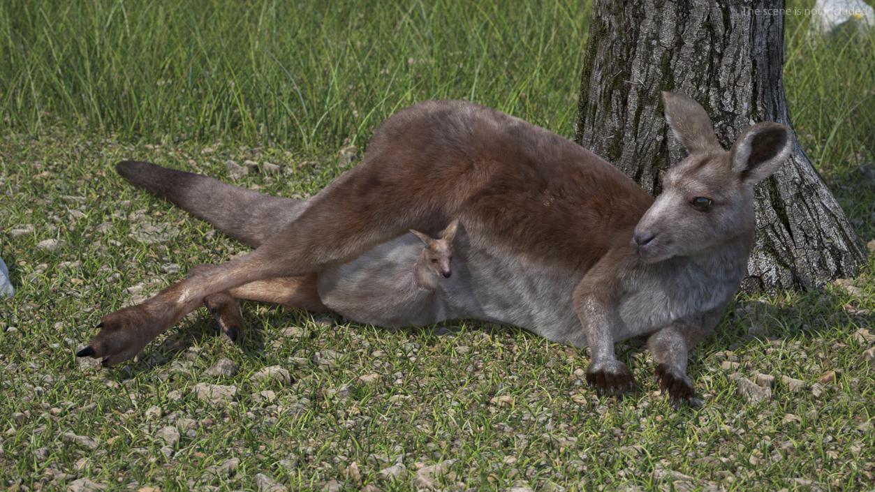 3D model Mother Kangaroo with Baby Lying Fur