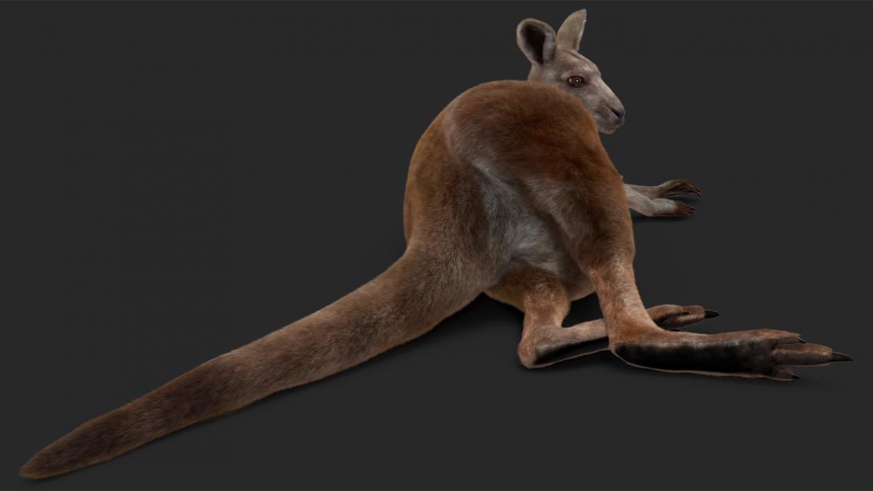 3D model Mother Kangaroo with Baby Lying Fur