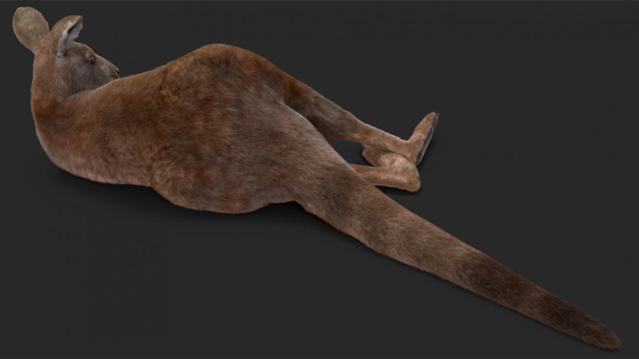 3D model Mother Kangaroo with Baby Lying Fur