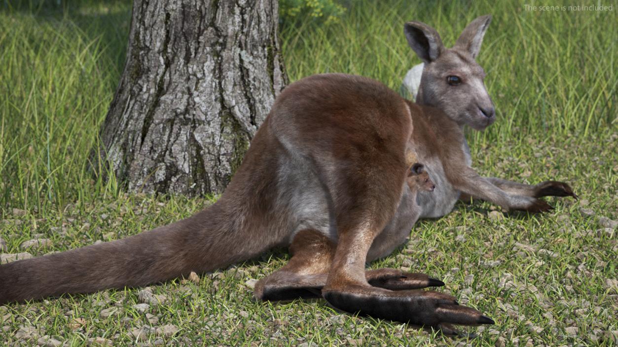 3D model Mother Kangaroo with Baby Lying Fur