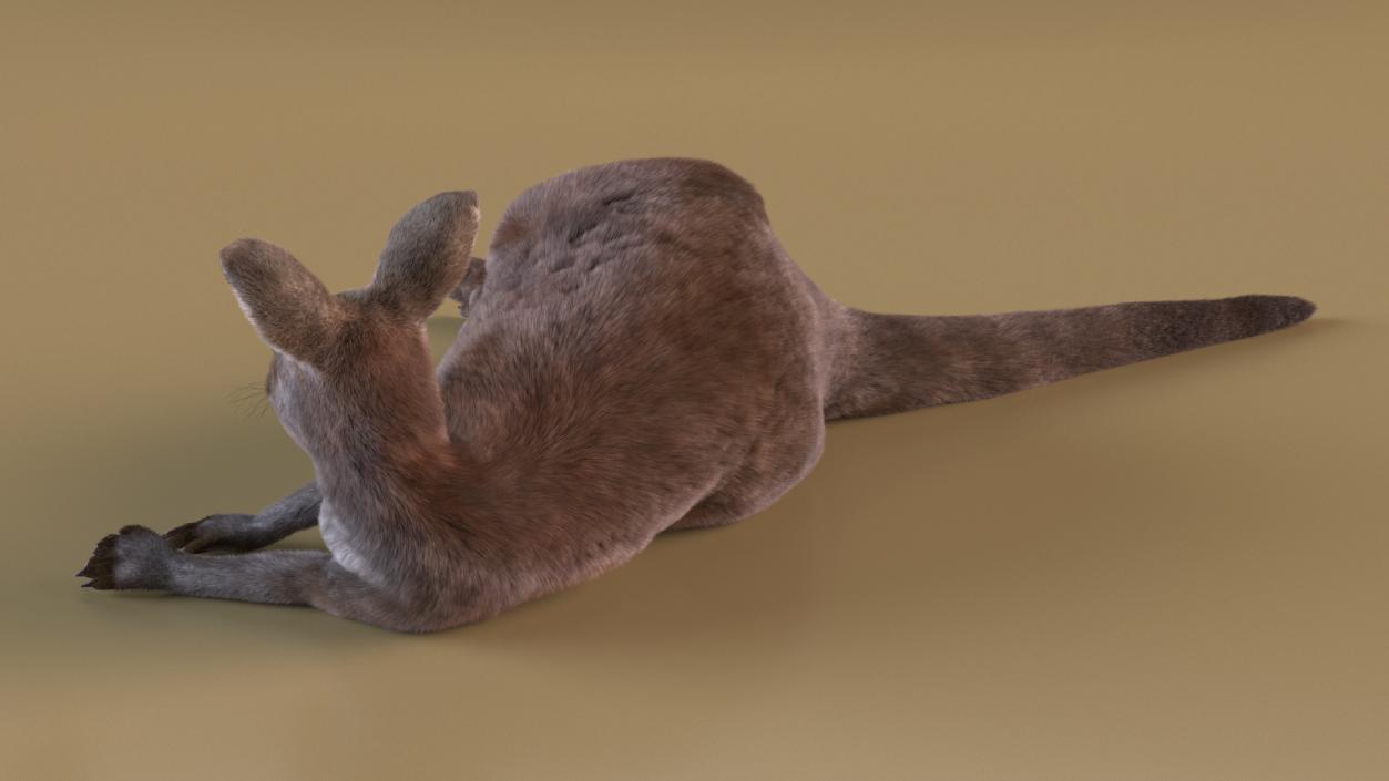 3D model Mother Kangaroo with Baby Lying Fur