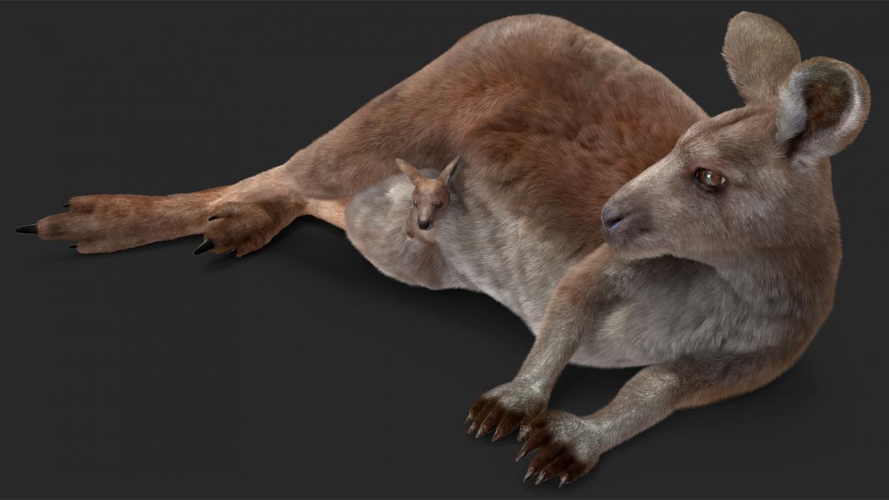 3D model Mother Kangaroo with Baby Lying Fur