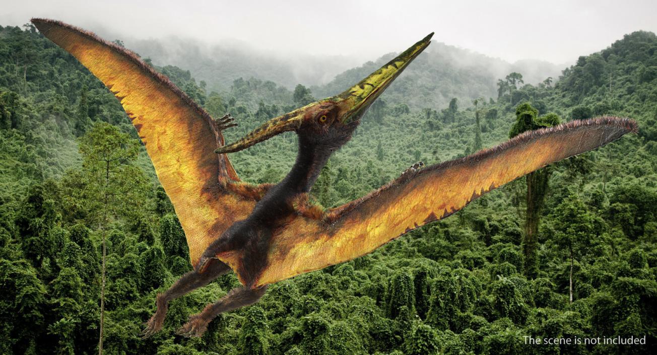 3D Pteranodon Flying Carnivorous Reptile Rigged with Fur model