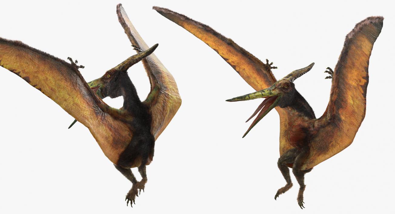 3D Pteranodon Flying Carnivorous Reptile Rigged with Fur model