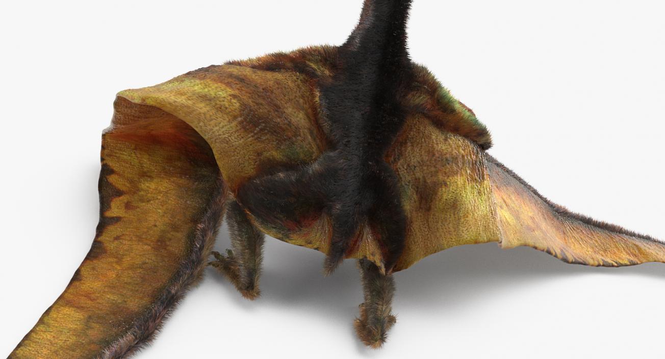 3D Pteranodon Flying Carnivorous Reptile Rigged with Fur model