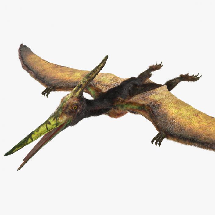 3D Pteranodon Flying Carnivorous Reptile Rigged with Fur model