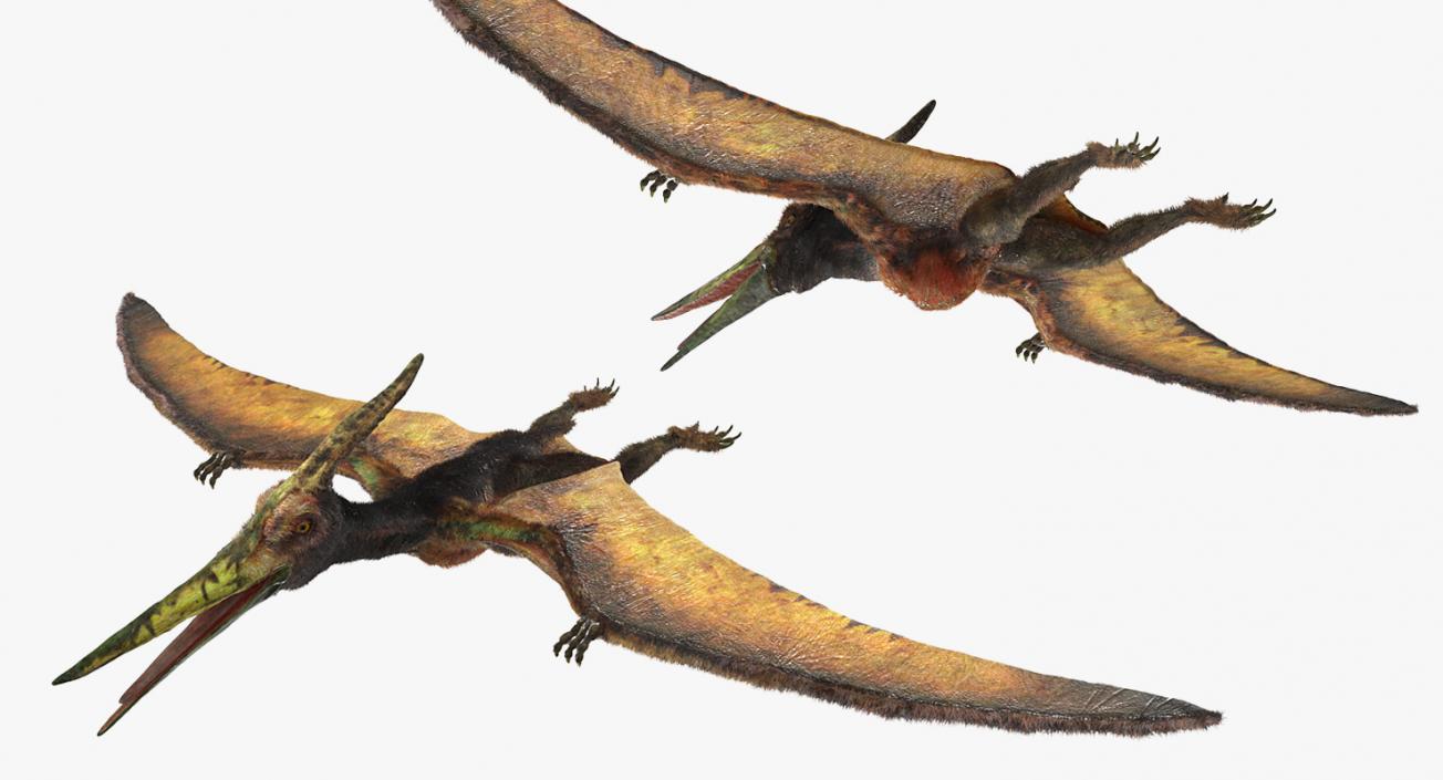 3D Pteranodon Flying Carnivorous Reptile Rigged with Fur model