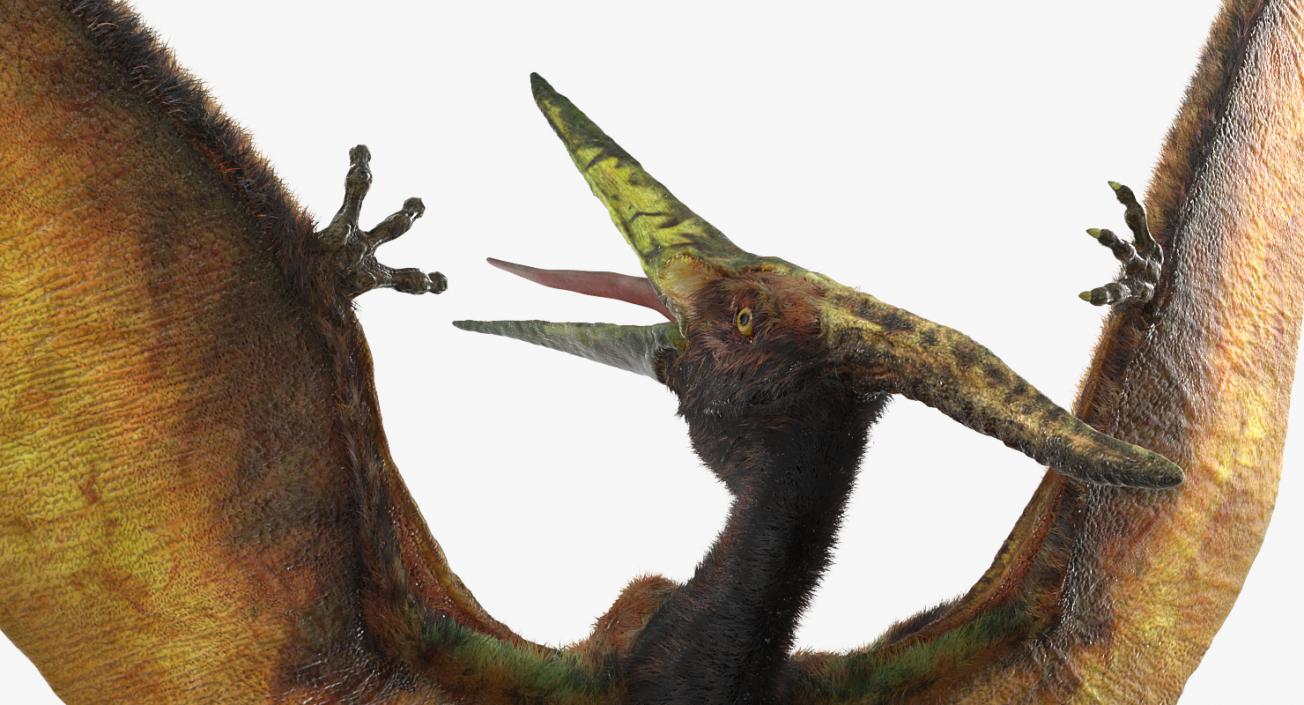 3D Pteranodon Flying Carnivorous Reptile Rigged with Fur model