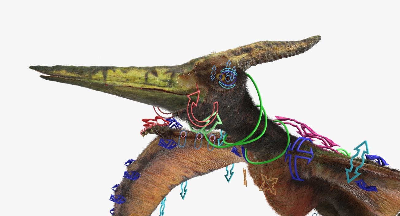 3D Pteranodon Flying Carnivorous Reptile Rigged with Fur model