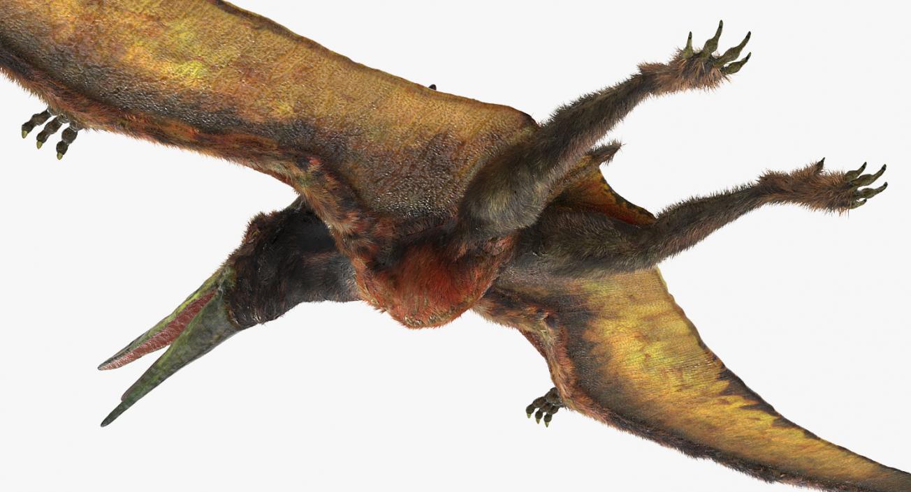 3D Pteranodon Flying Carnivorous Reptile Rigged with Fur model