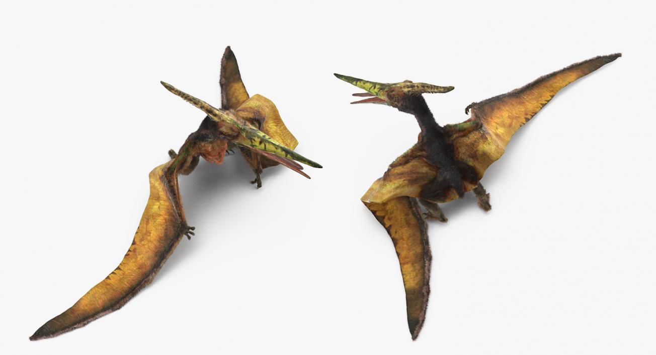 3D Pteranodon Flying Carnivorous Reptile Rigged with Fur model