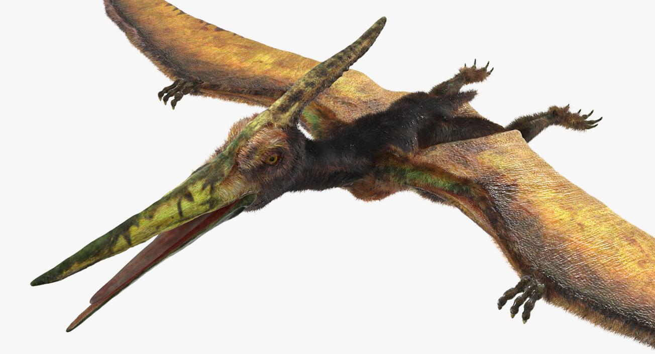 3D Pteranodon Flying Carnivorous Reptile Rigged with Fur model