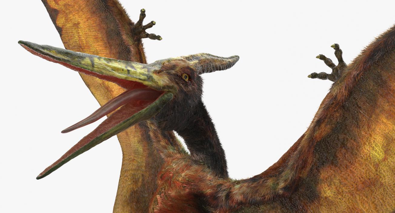 3D Pteranodon Flying Carnivorous Reptile Rigged with Fur model