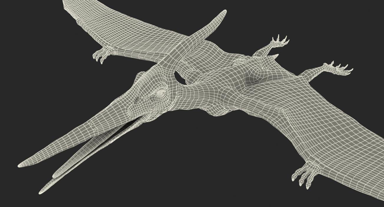 3D Pteranodon Flying Carnivorous Reptile Rigged with Fur model