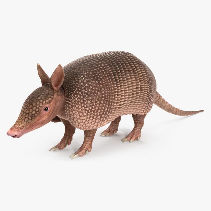 3D model Armadillo Pink Rigged for Maya