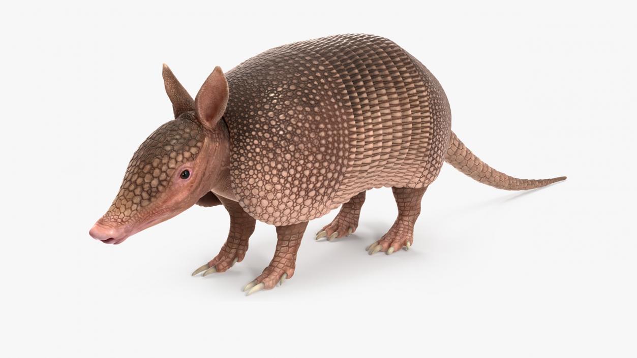 3D model Armadillo Pink Rigged for Maya