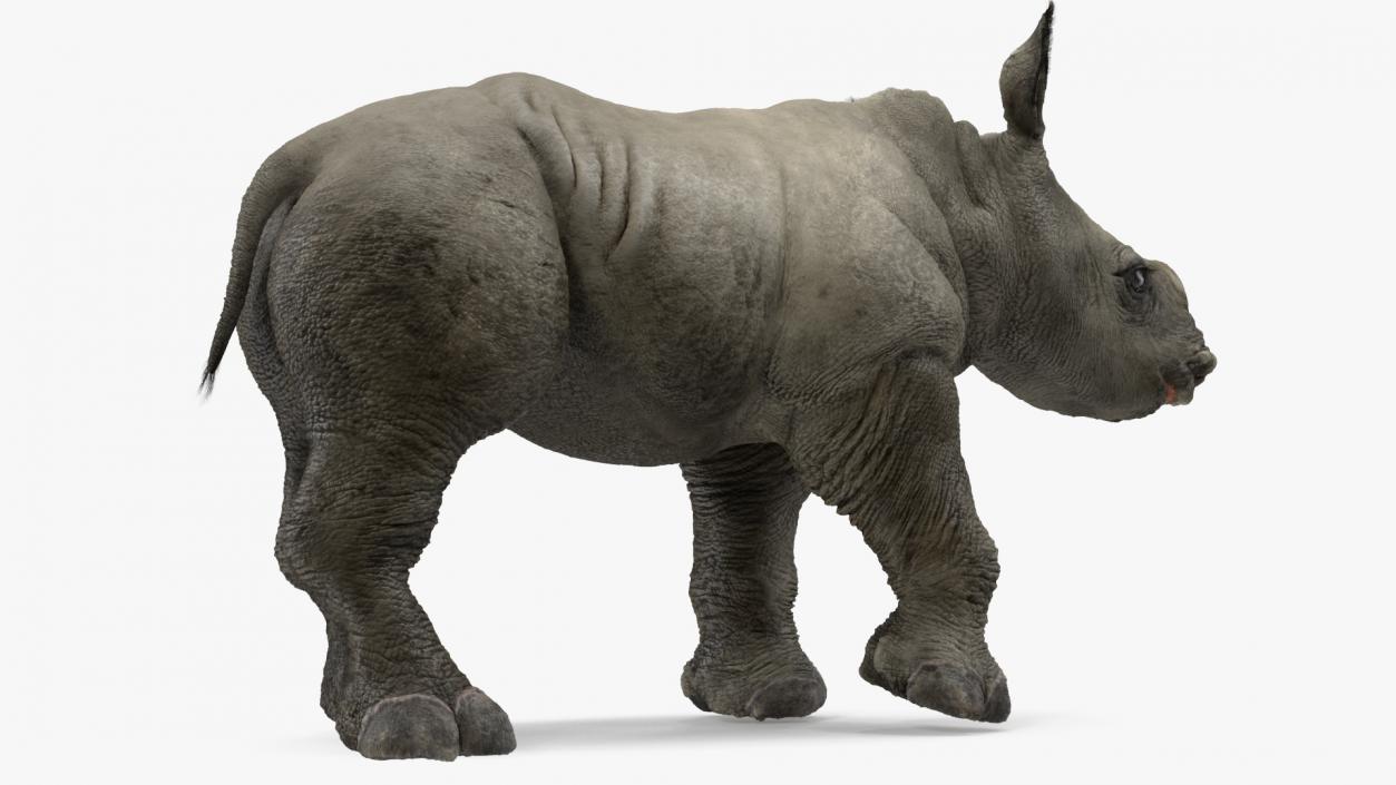 3D Rhinos with Fur Collection