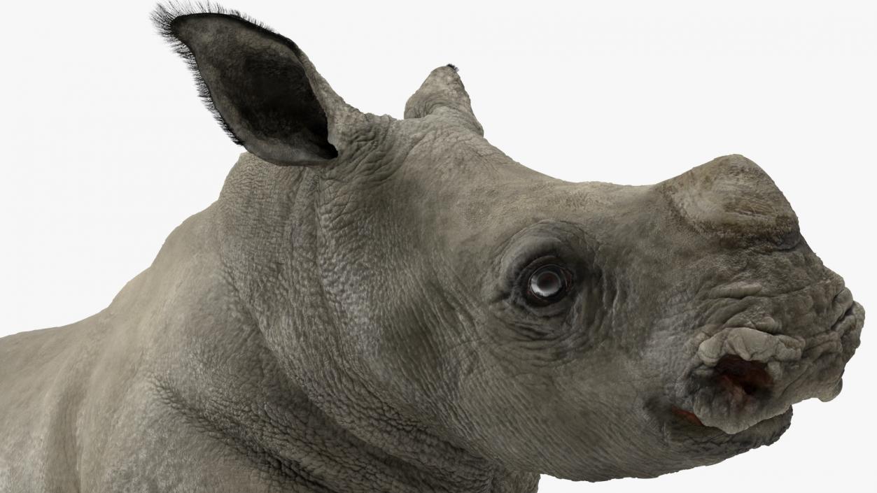 3D Rhinos with Fur Collection