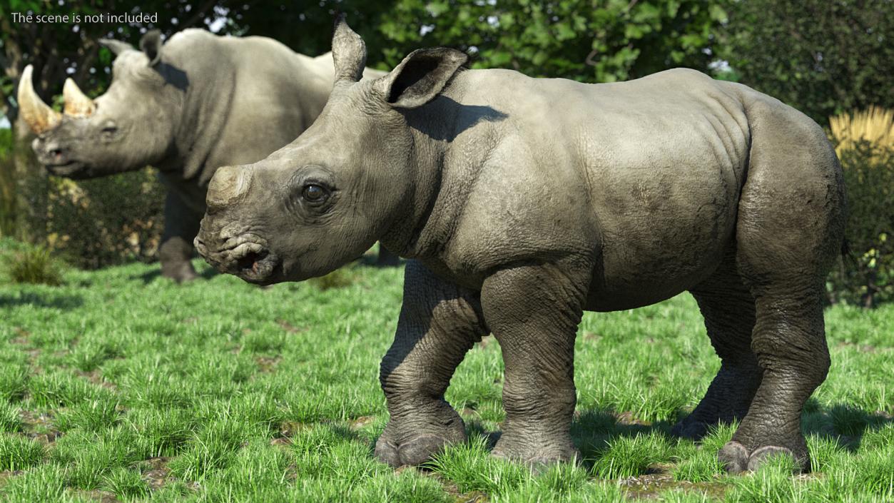 3D Rhinos with Fur Collection