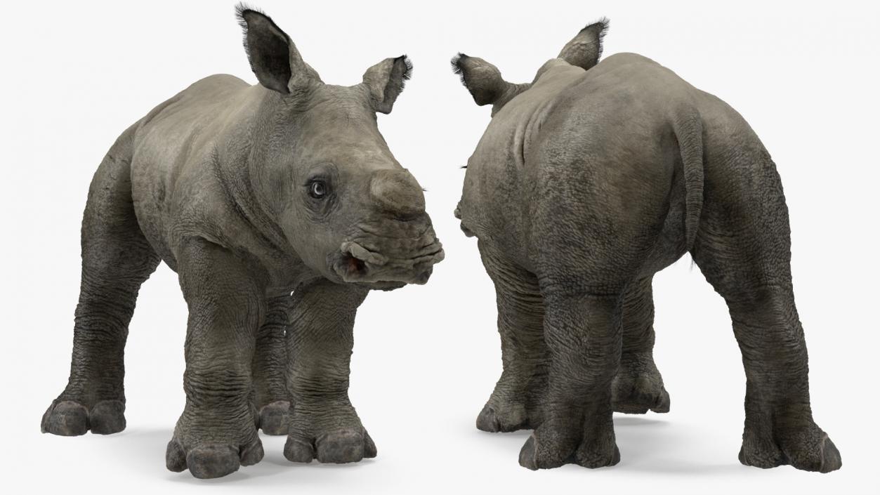 3D Rhinos with Fur Collection