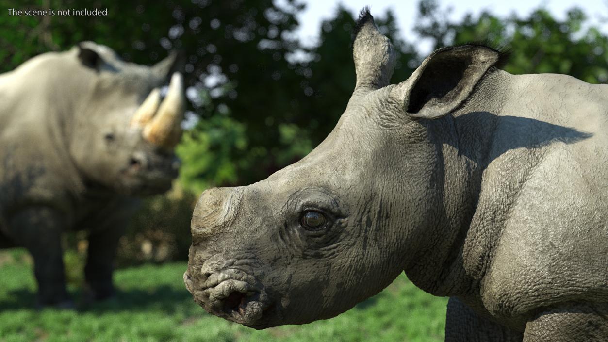 3D Rhinos with Fur Collection