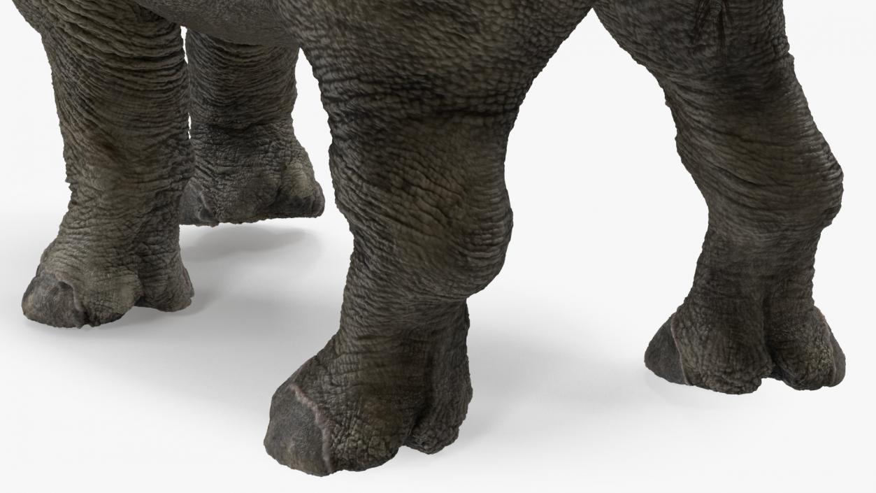 3D Rhinos with Fur Collection