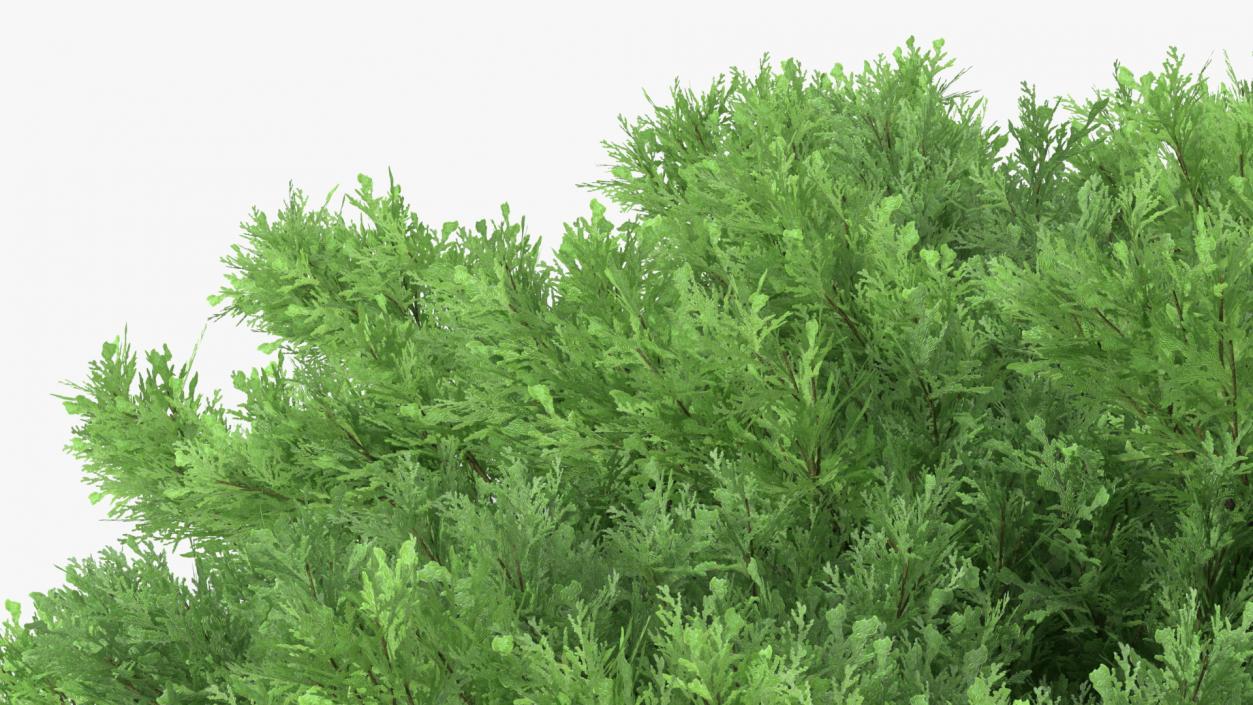 3D Savin Juniper Large Shrub Green