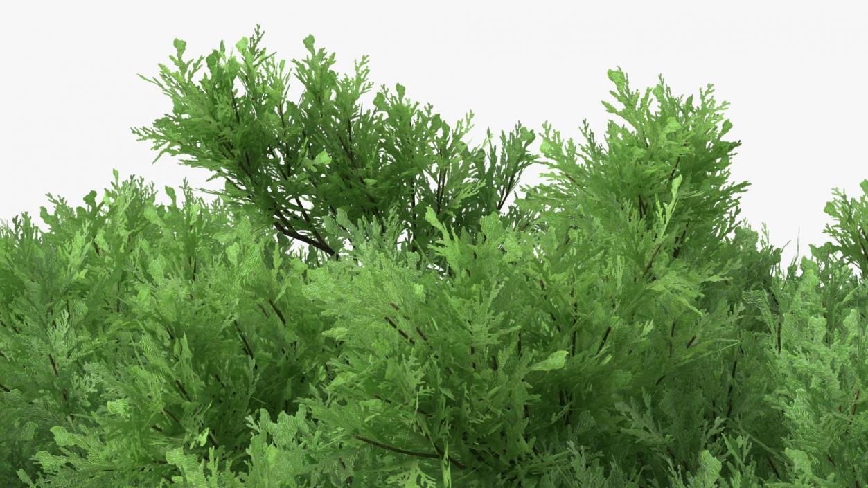 3D Savin Juniper Large Shrub Green