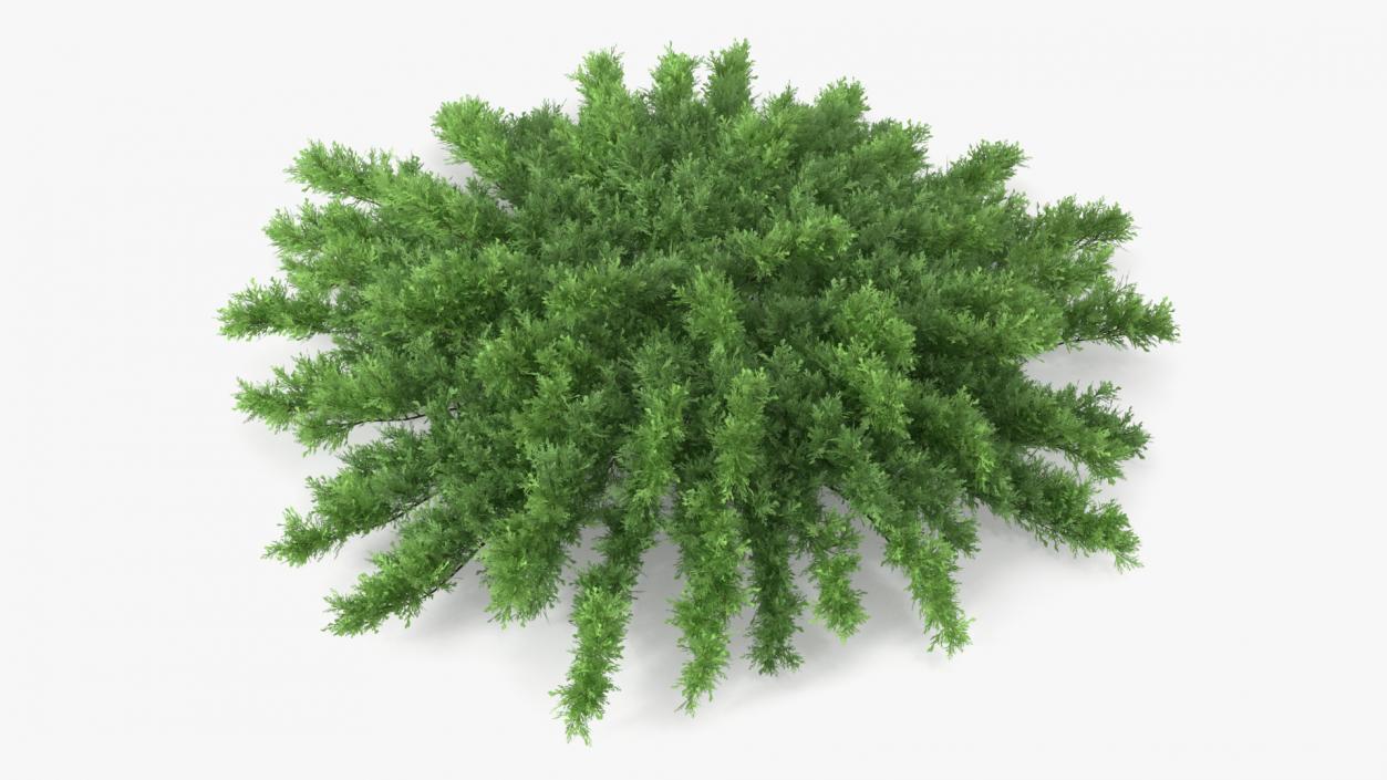 3D Savin Juniper Large Shrub Green