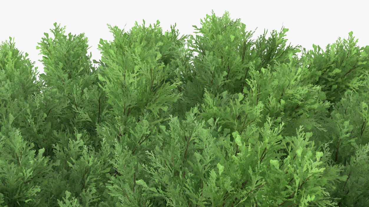 3D Savin Juniper Large Shrub Green