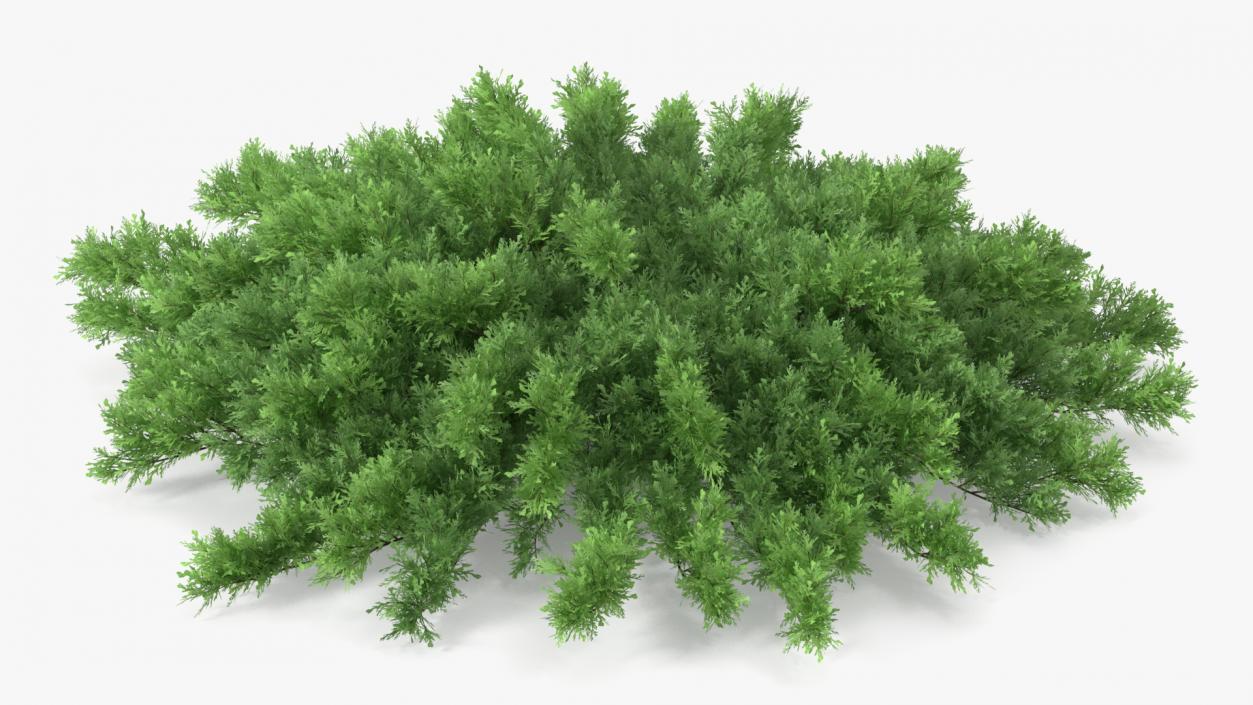 3D Savin Juniper Large Shrub Green