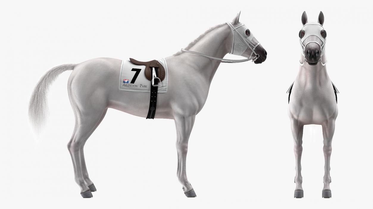 3D White Racehorse Fur Rigged