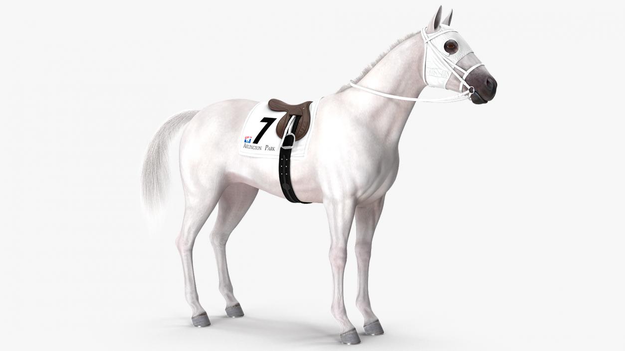 3D White Racehorse Fur Rigged