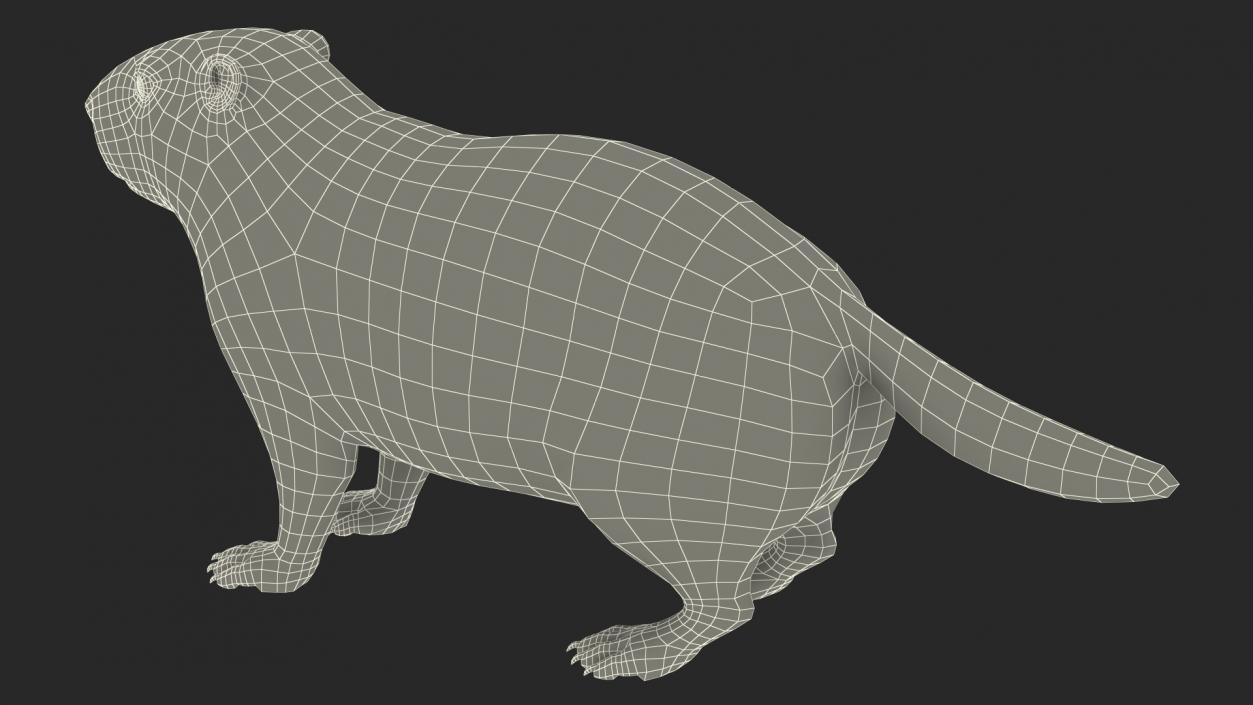 3D model Marmot