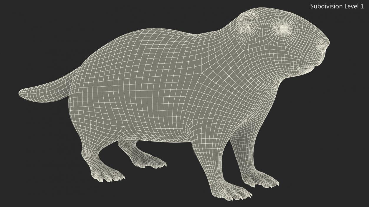 3D model Marmot