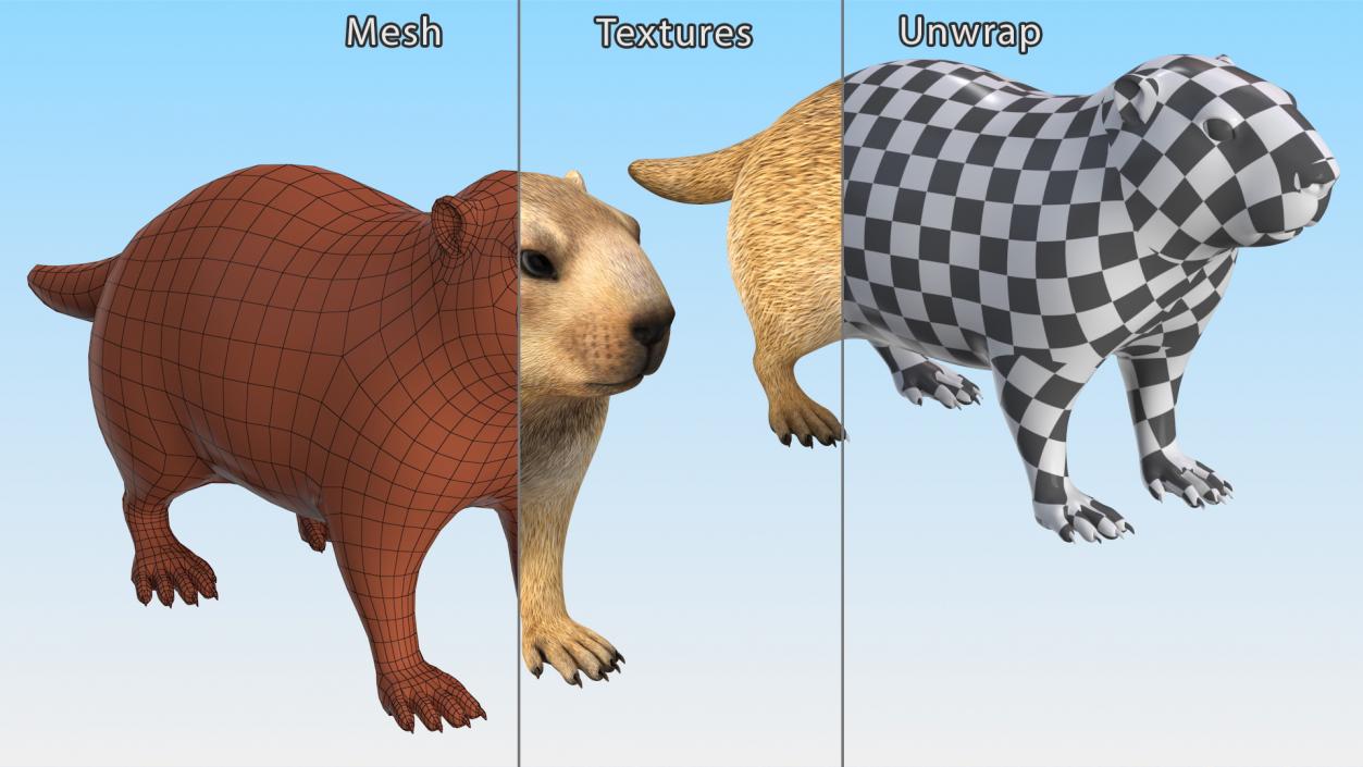 3D model Marmot