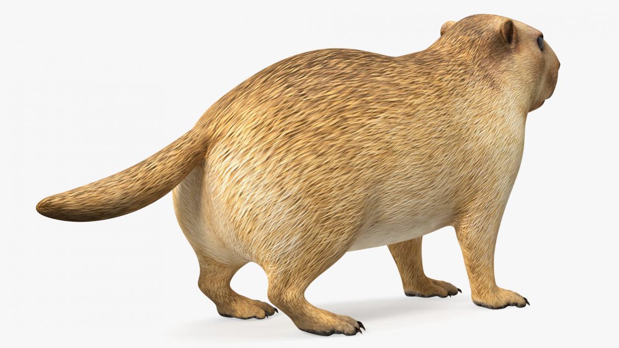 3D model Marmot