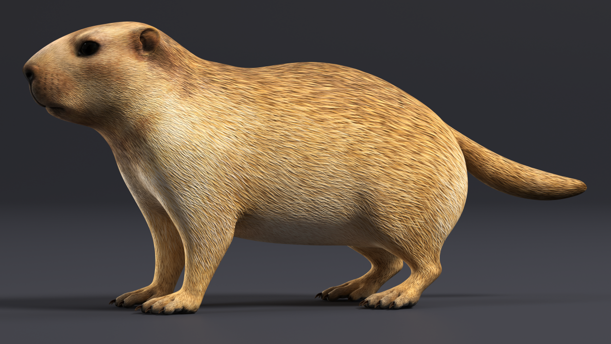 3D model Marmot