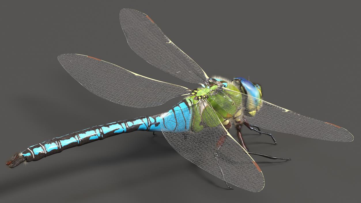 Flying Insects Collection 5 3D