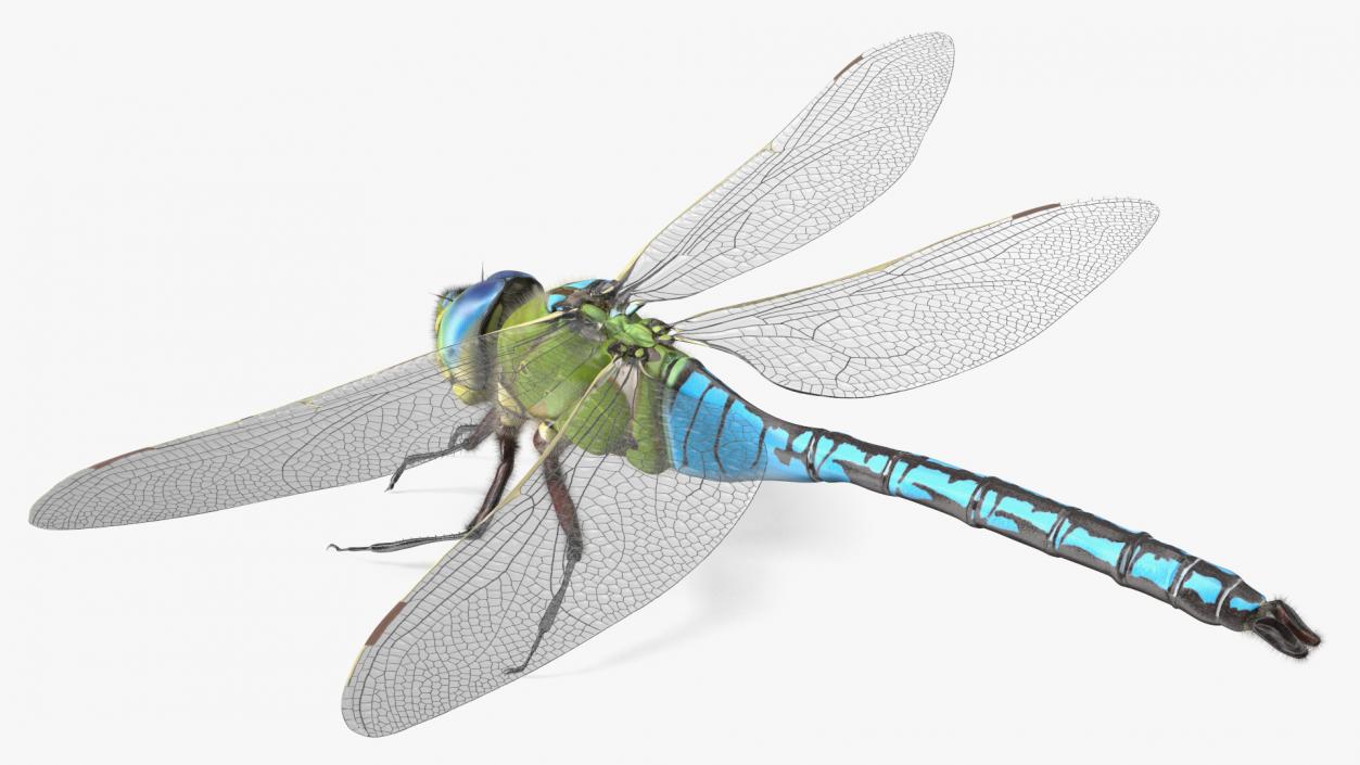 Flying Insects Collection 5 3D