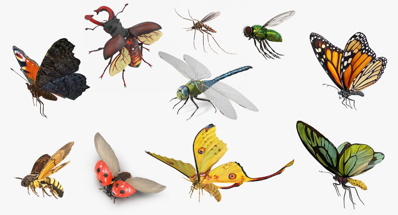 Flying Insects Collection 5 3D